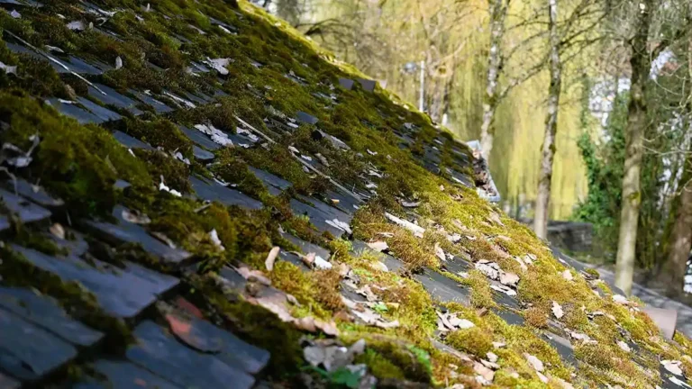 Toiture en ardoise recouverte de mousse avant démoussage et nettoyage
