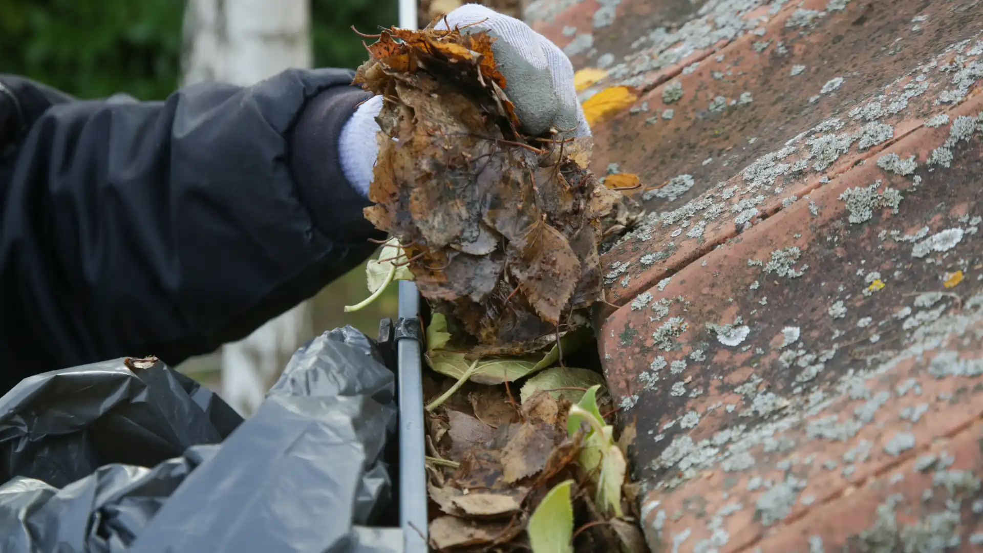Main gantée retirant des feuilles mortes lors du nettoyage des gouttières d'une toiture en tuiles.